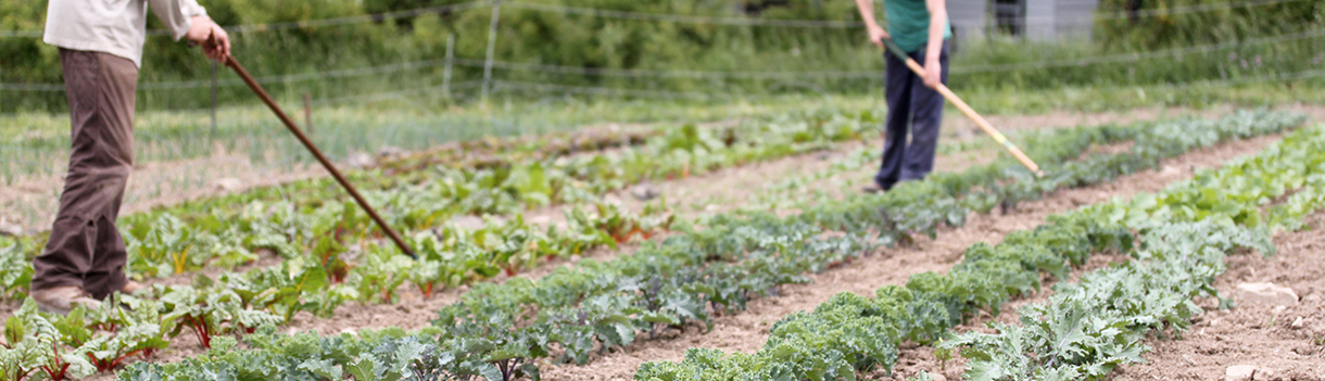 From Hand Pulling to Flame Throwing: Weed Control on an Organic Farm