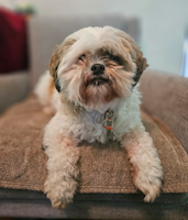 Blitz - ADOPTED