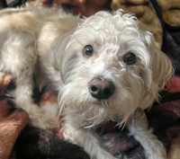 Gracie
