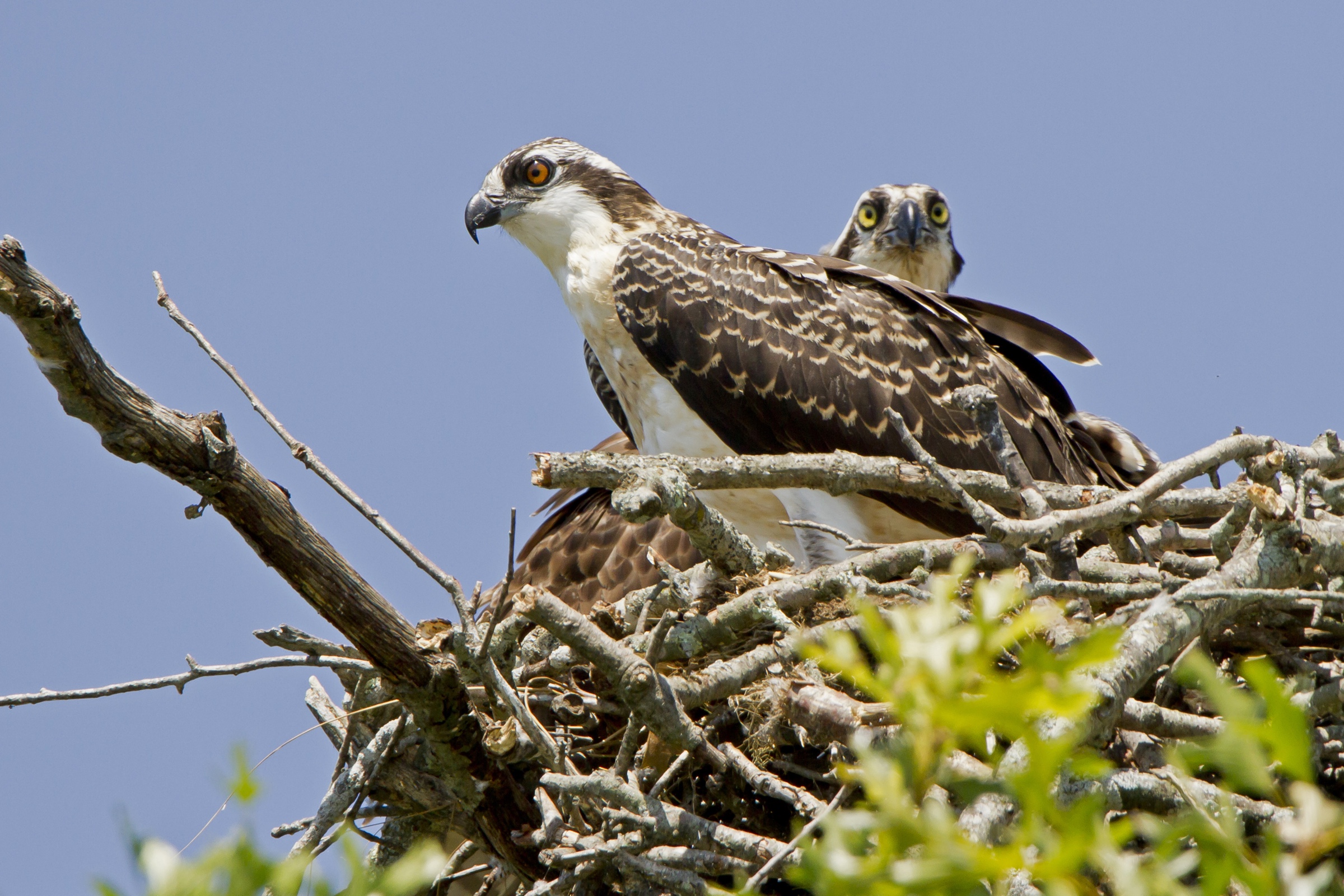 Audubon Monitors Record Healthy Osprey Population in the Ocean State