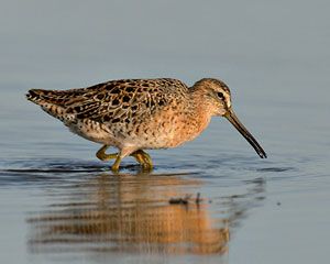 Short-billed Dowitcher