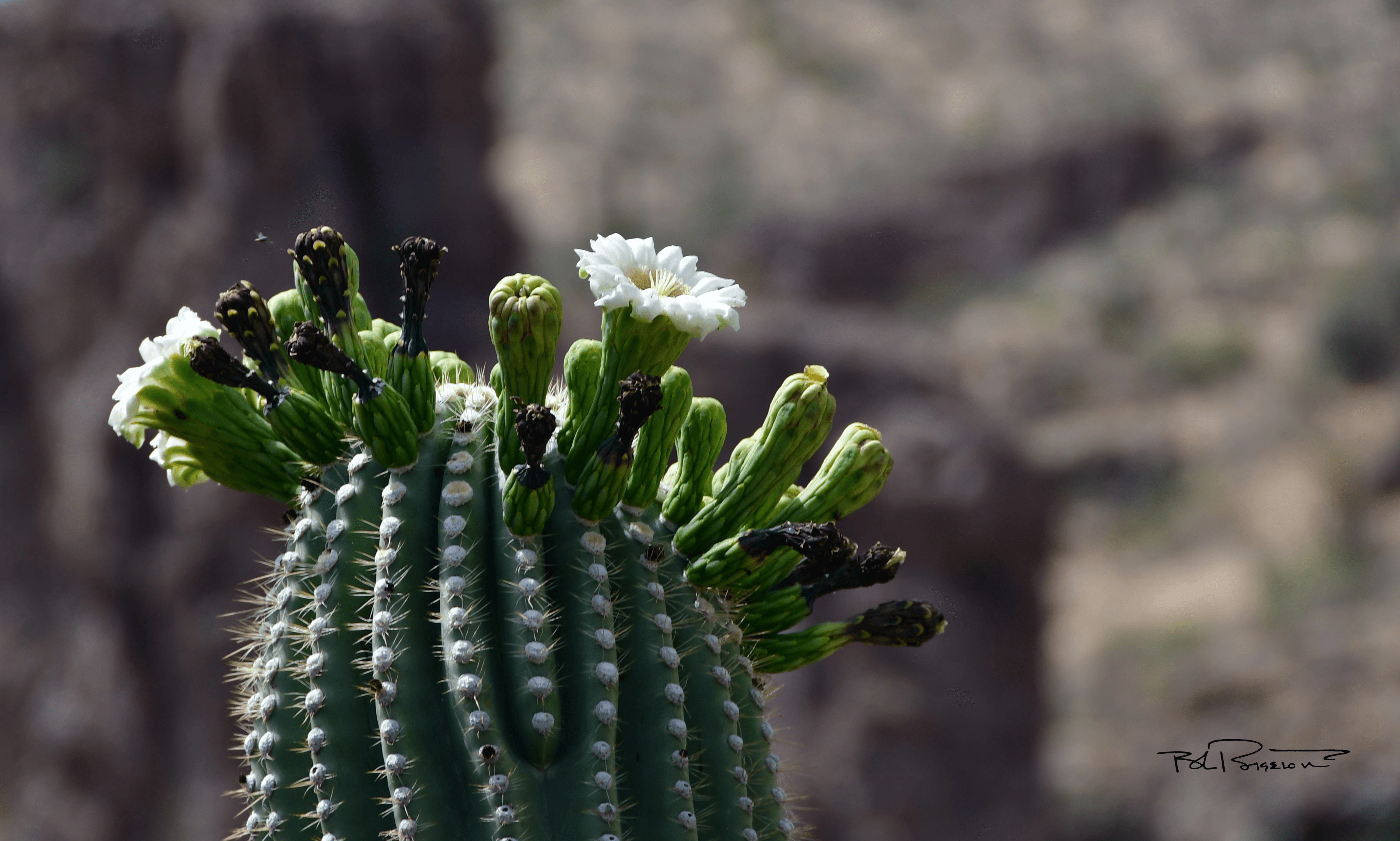 Saguaro Blossom 4