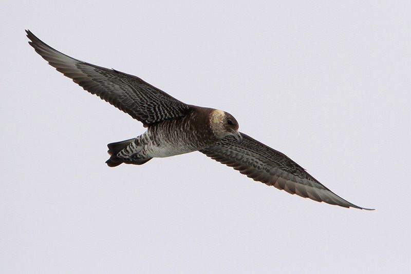 Pomarine Jaeger