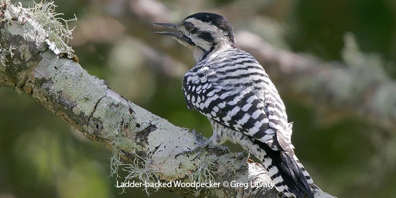 Ladder-backed Woodpecker