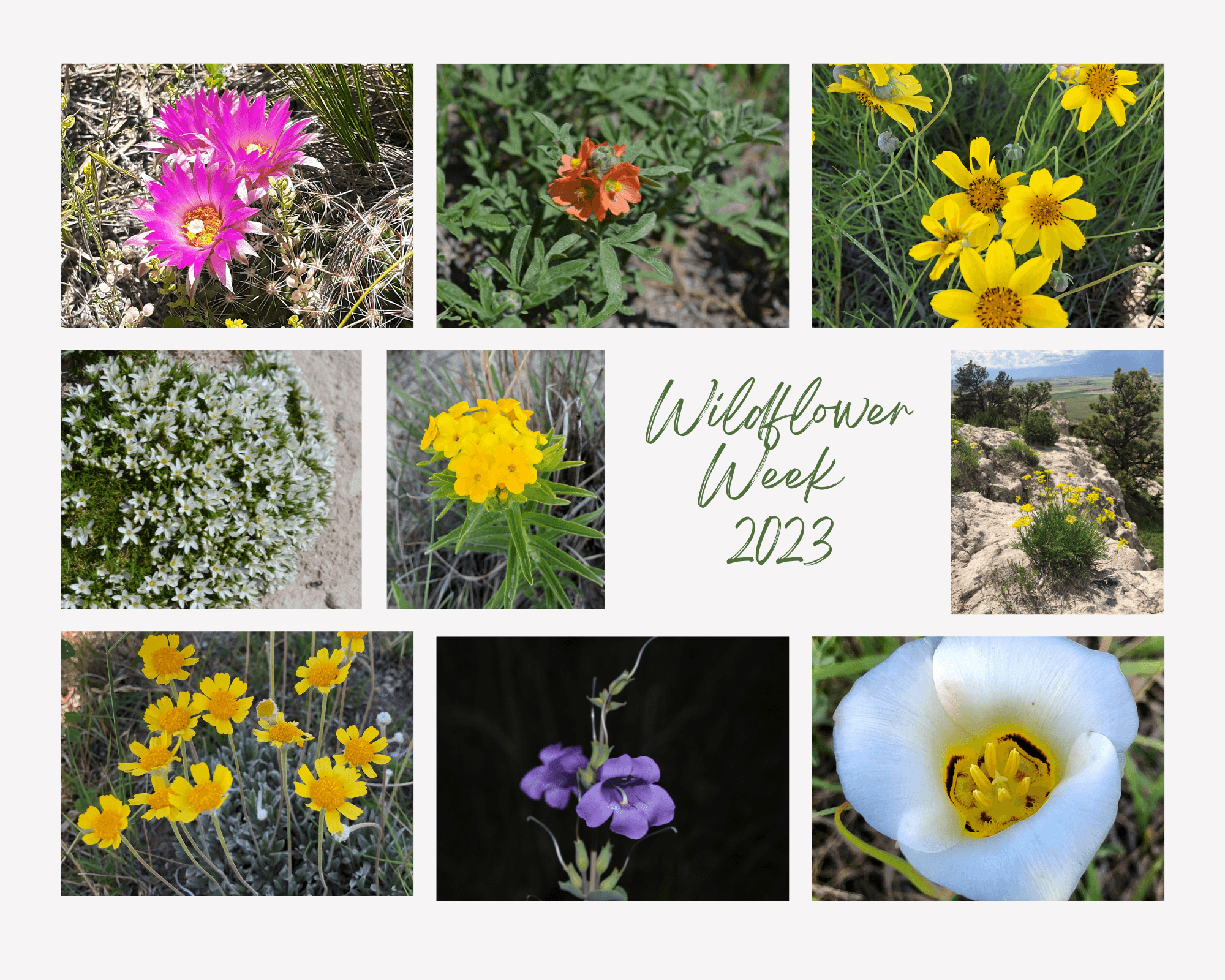 Wildflowers spotted during NSA's road trip to Western Nebraska