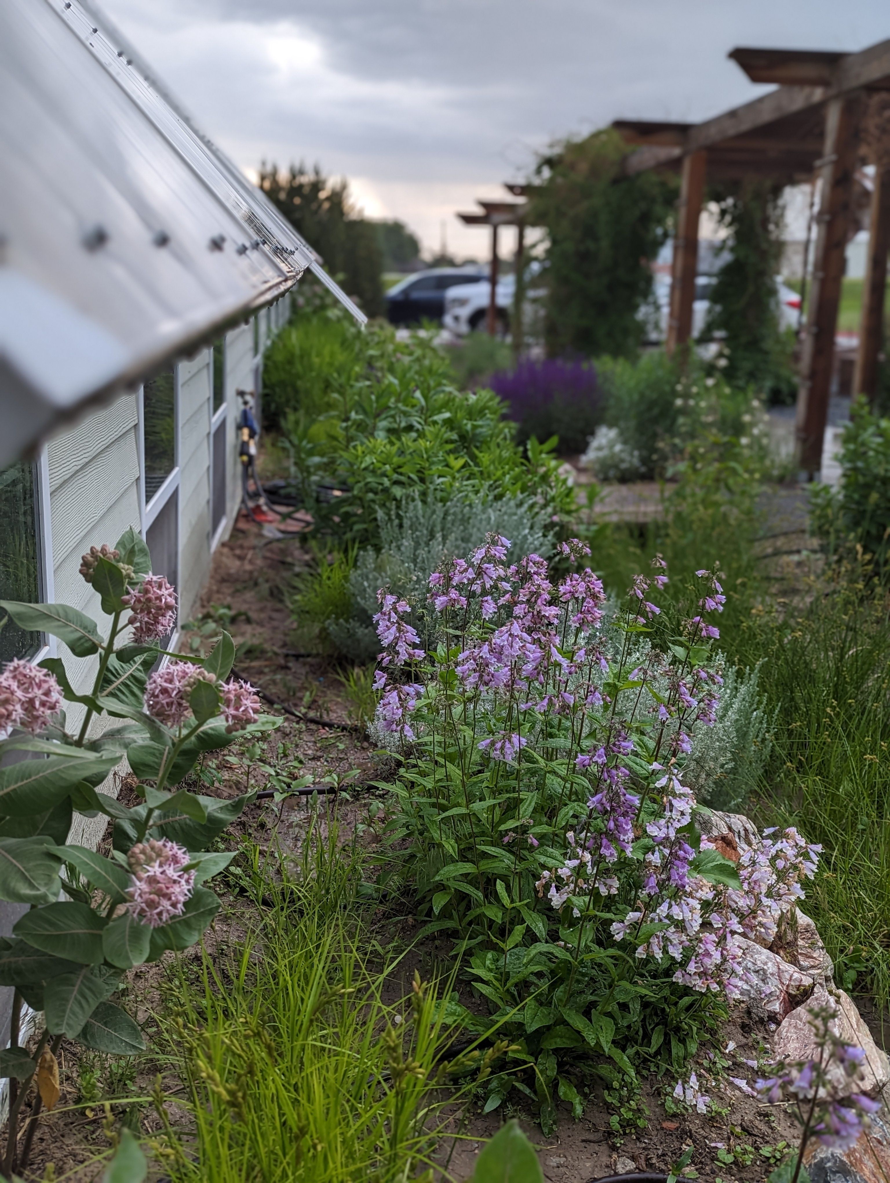 A collection of rain garden plants next to a greenhouse. 