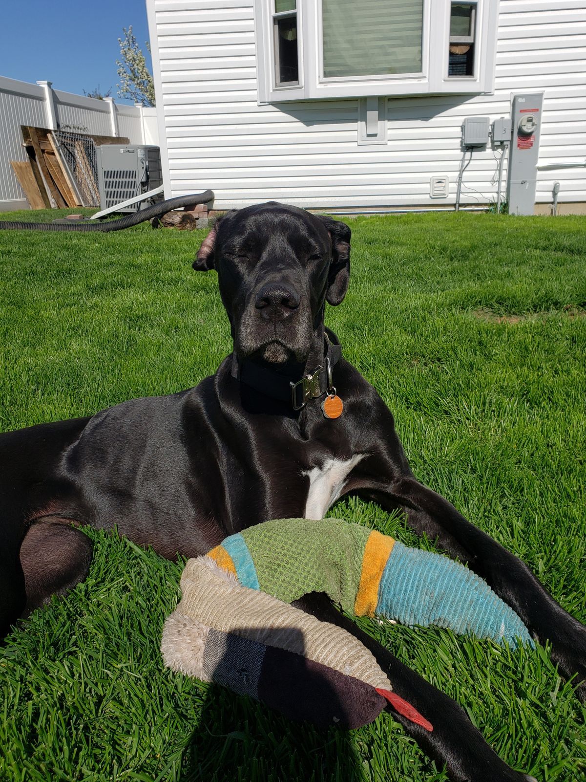 Available Danes : Adopt A Dane : Great Dane Rescue