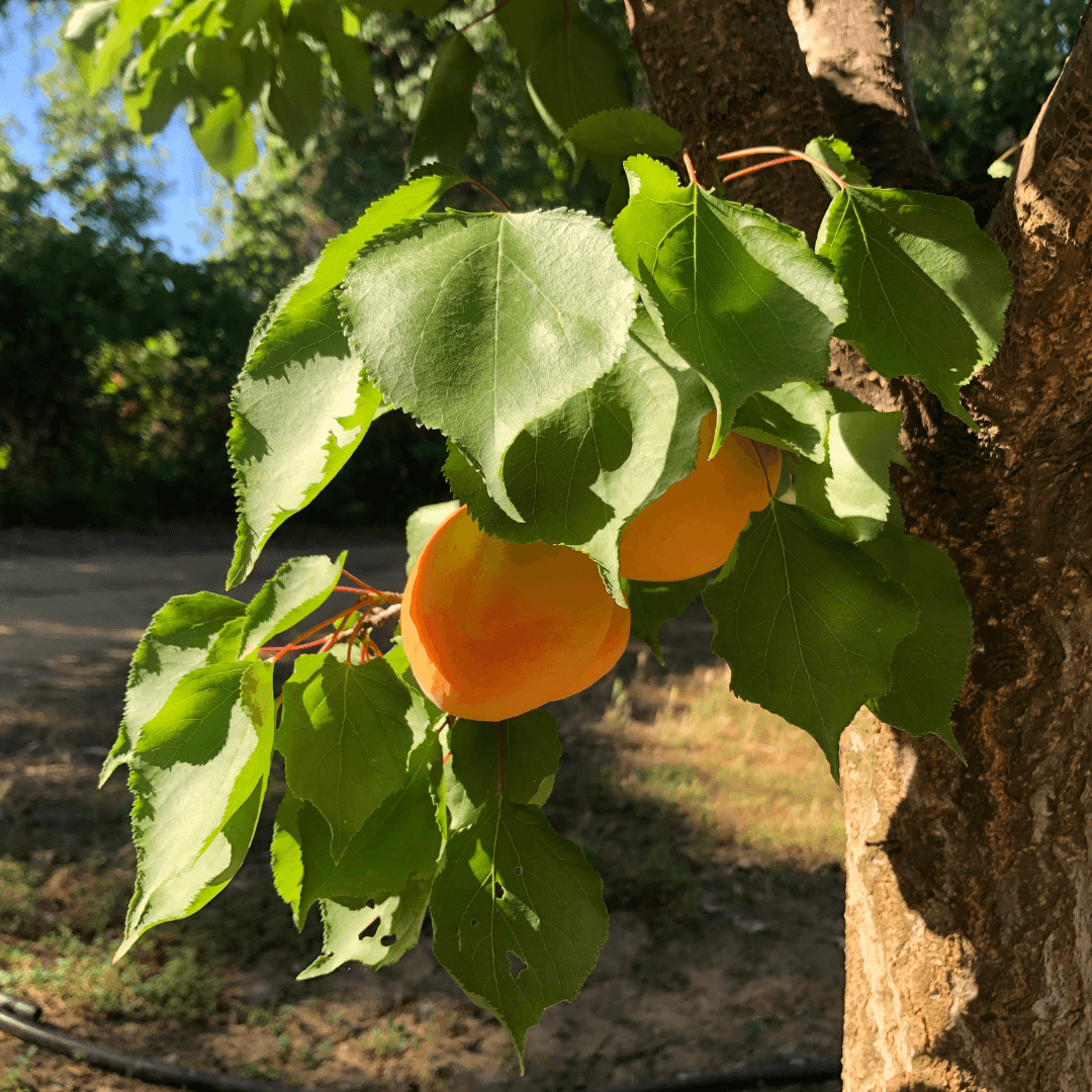 Protecting Your Farmland : Farmland Protection : Solano Land Trust