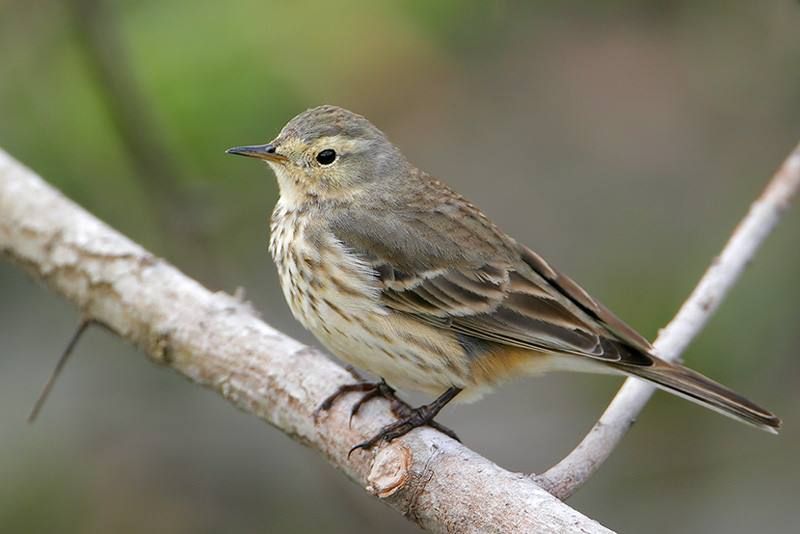 American Pipit