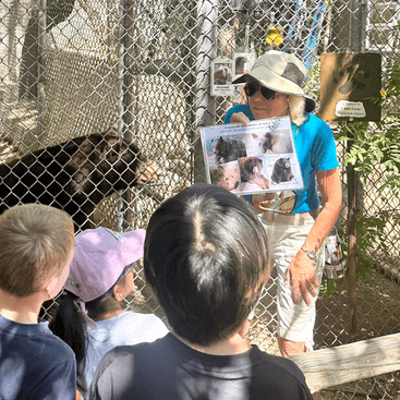 Volunteer white nosed coati Southwest Wildlife