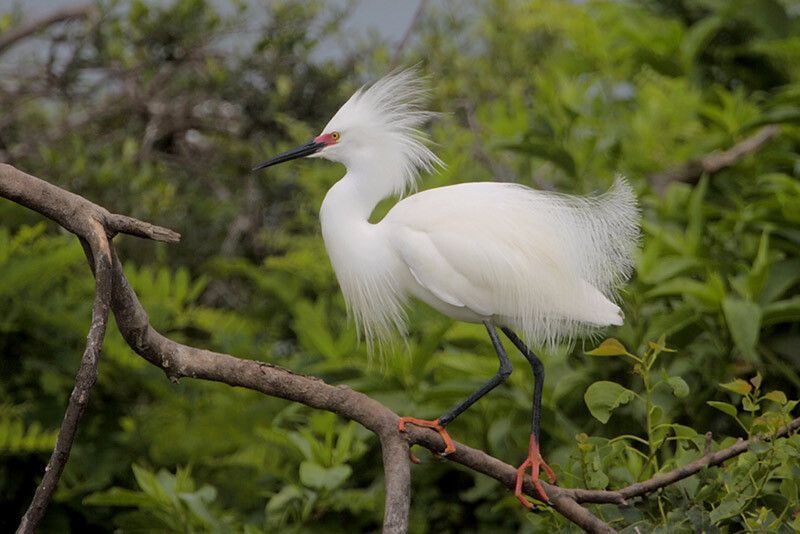 Snowy Egret