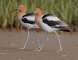 American Avocets (breeding plumage)