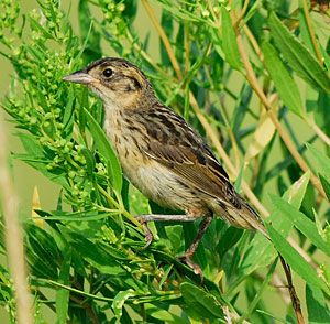 Seaside Sparrow