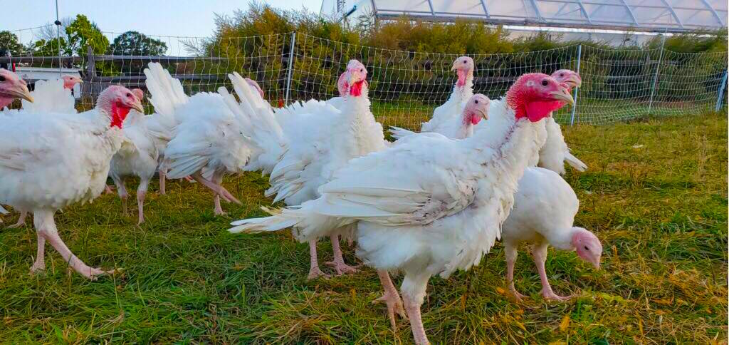 A Note on Glynwood's Turkeys