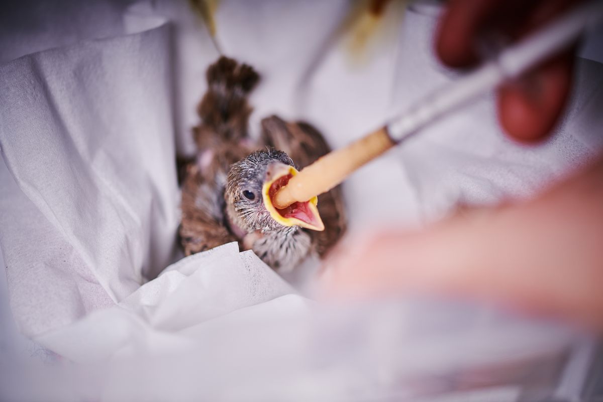 wild-bird-rescue-rehab-news-events-photo-gallery