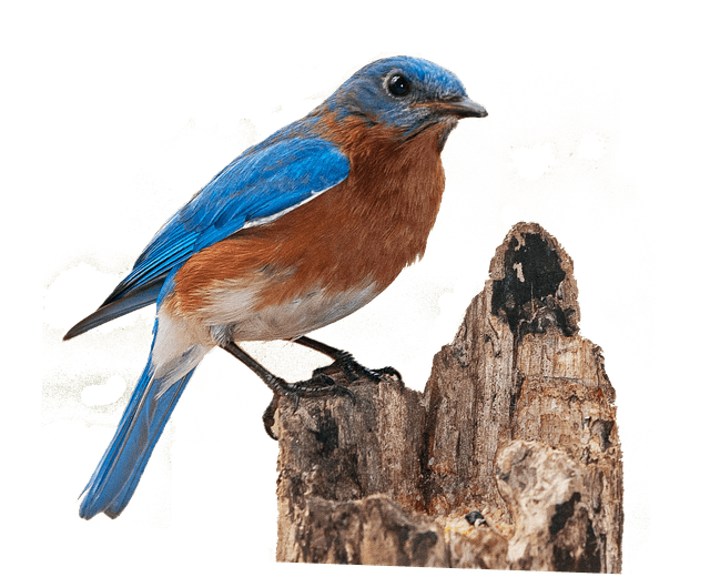 bluebird on a dead tree