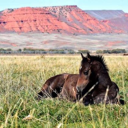 AQHA Statement Regarding HPA