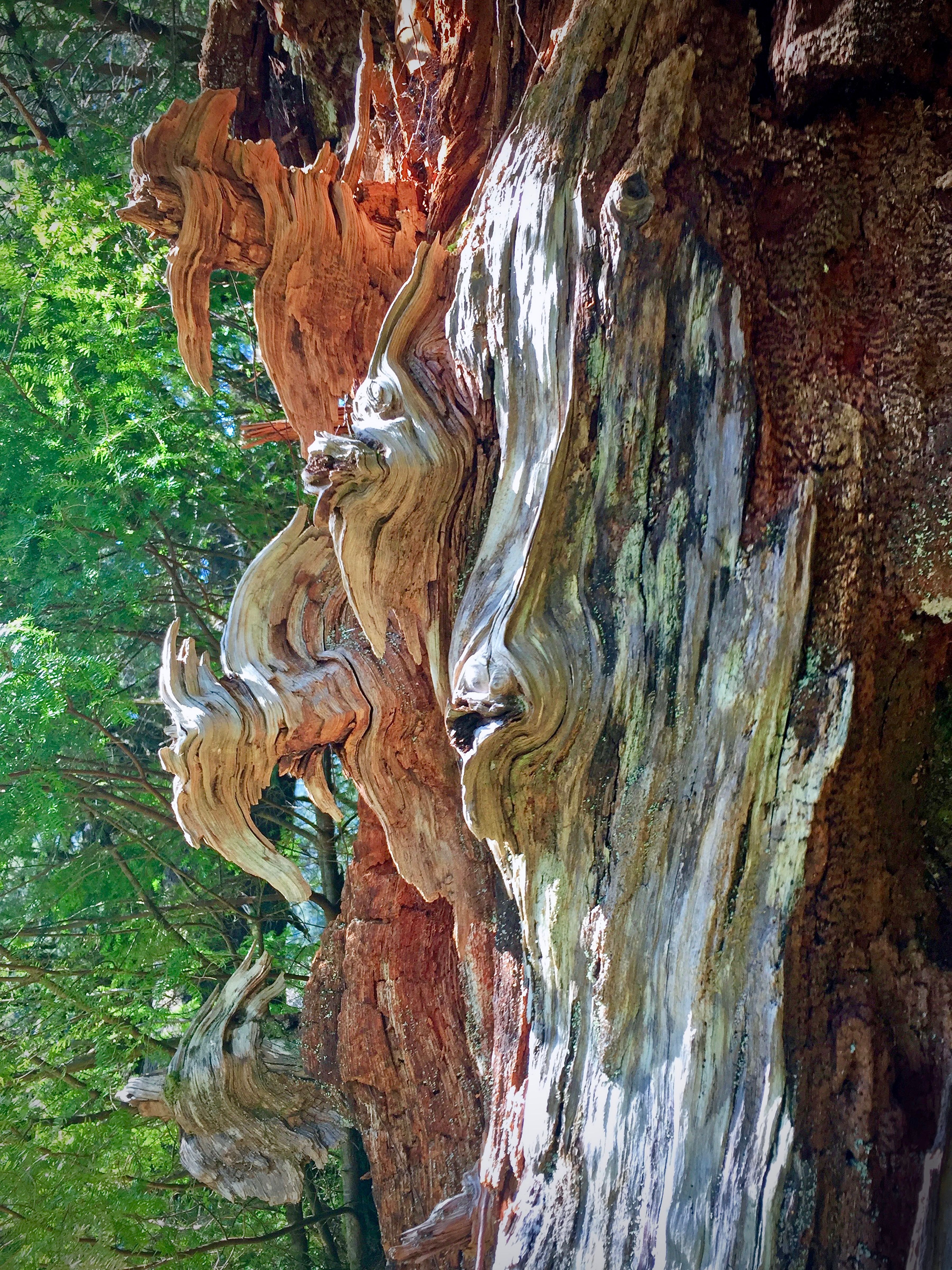 Marilyn Lee - " Closeup of Red Cedar Stump, Ward Lake"