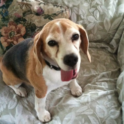 Benny (formerly Brewski)
