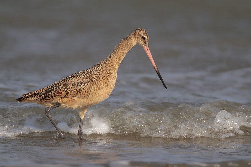 Marbled Godwit