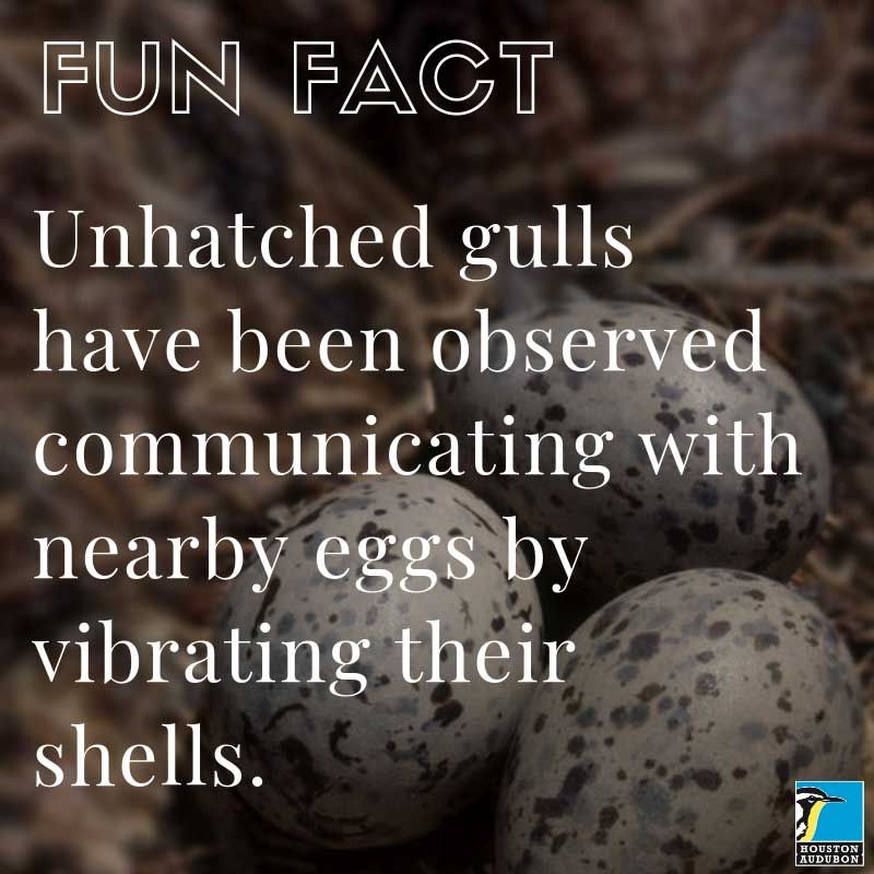 Unhatched gull eggs fun fact
