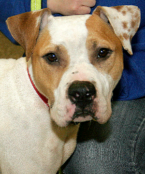 Meet Sheldon Cooper!
