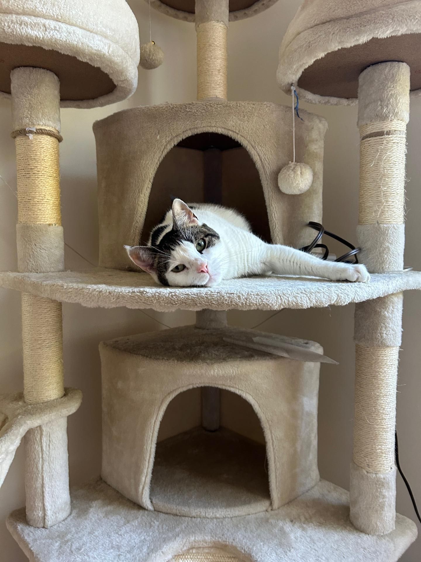 Featured Foster: Shadow