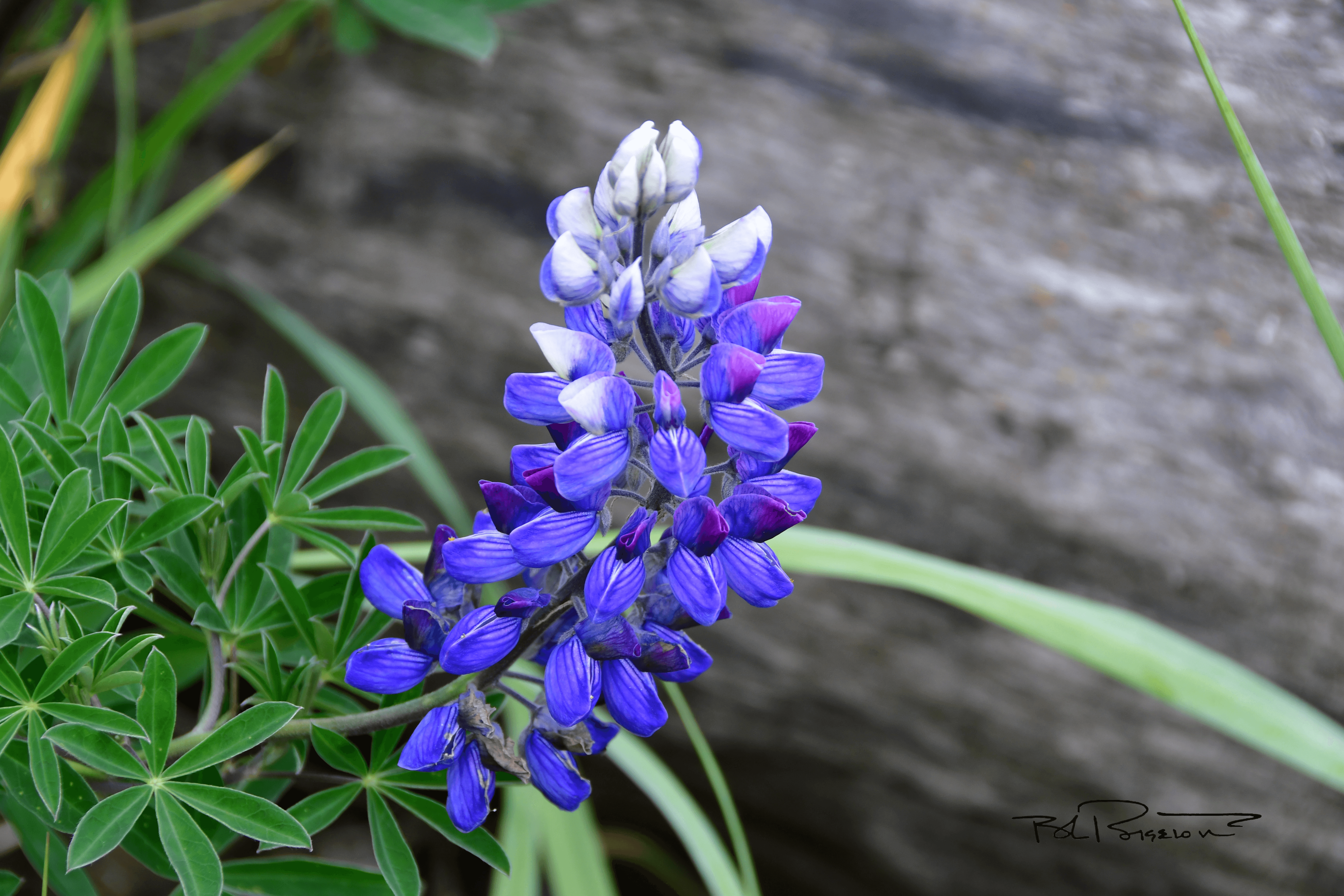 Alaska Lupine 3