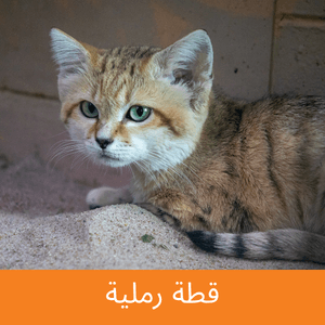 Sand Cat