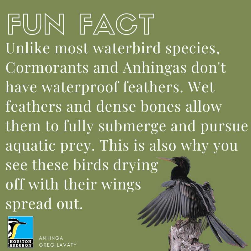 Anhinga Fun Fact