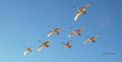 Crucial knowledge of traditional migration routes and winter food sources was also lost. Recreating that knowledge is one of the greatest challenges in the effort to rebuild secure swan populations.