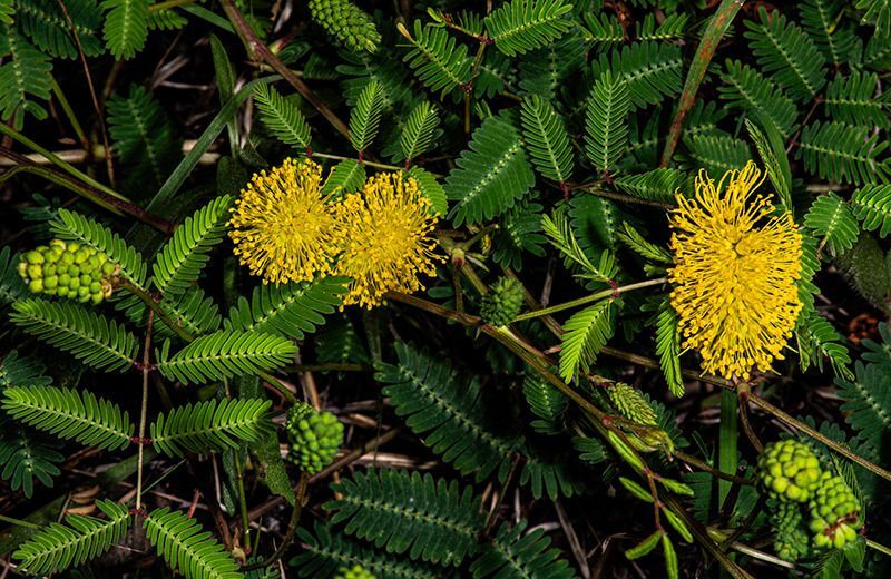 Yellow Puff