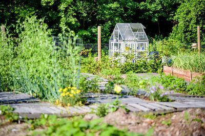 This image depicts a lush, green community garden with a small greenhouse. 