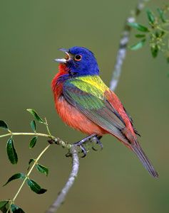 Painted Bunting