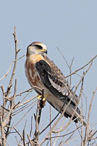 White-tailed Kite (juvenile)