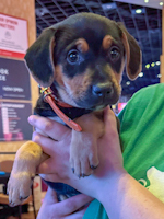 Olivia - ADOPTED