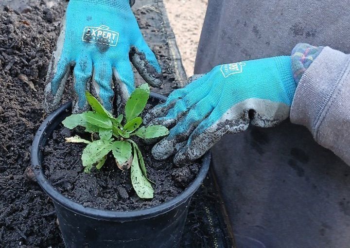 Volunteer Opportunities