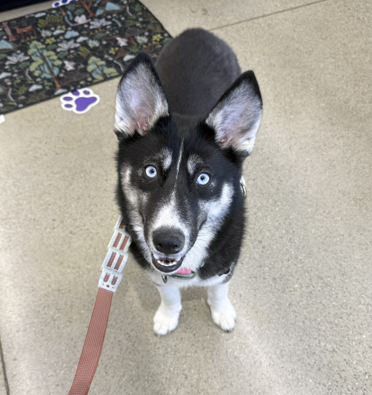 Aspen