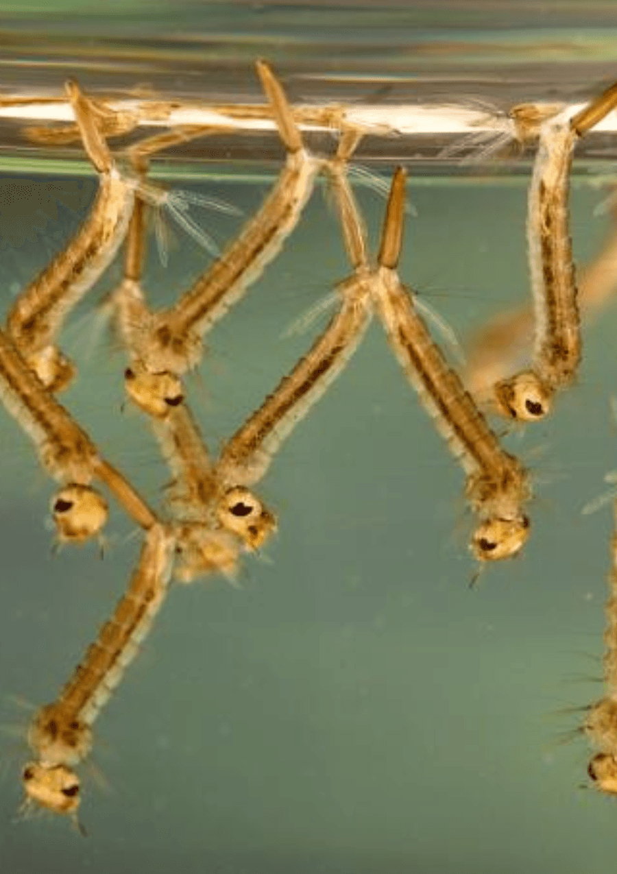 Lolo Mosquito District