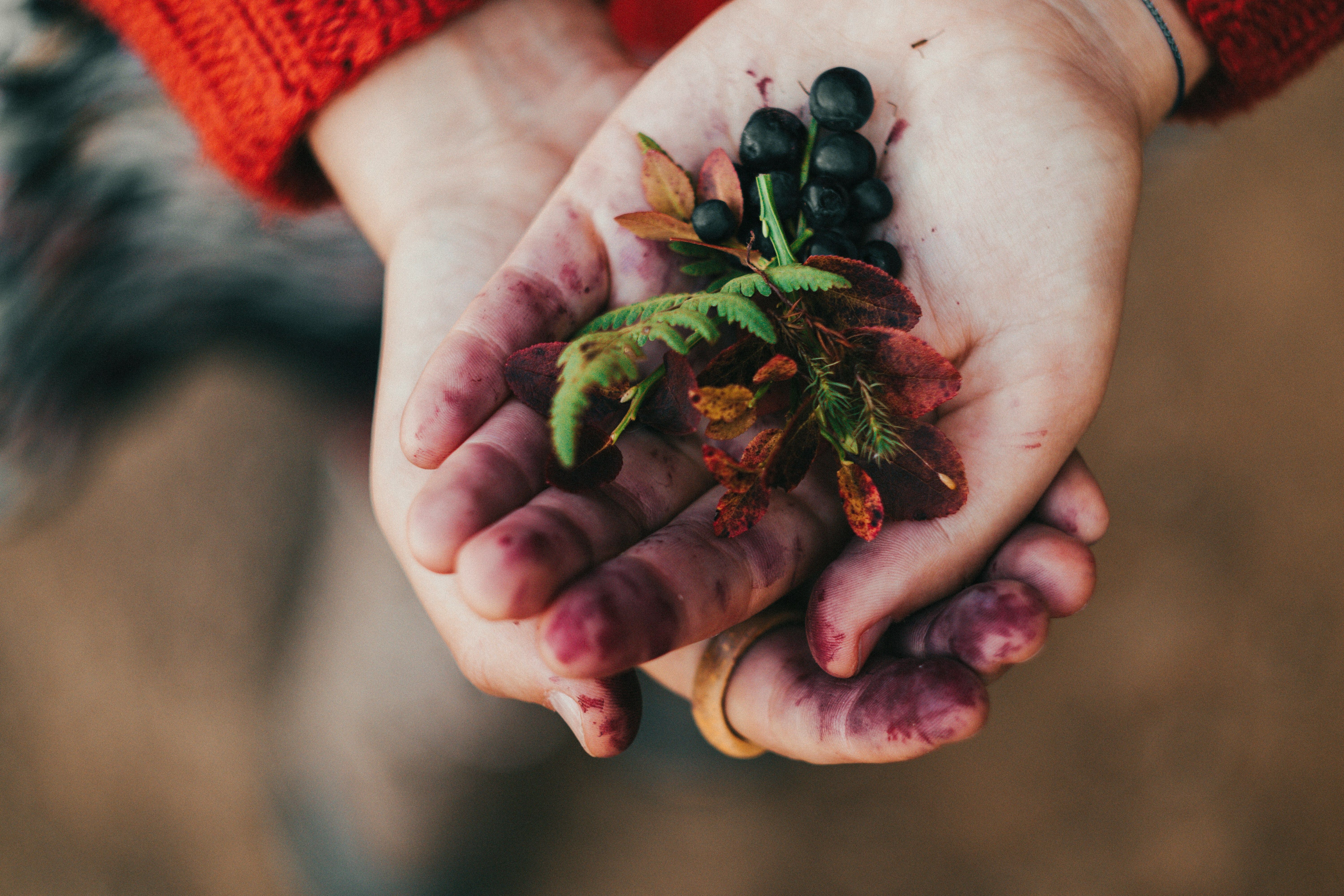photo of person holding wild berries in outstretched hands