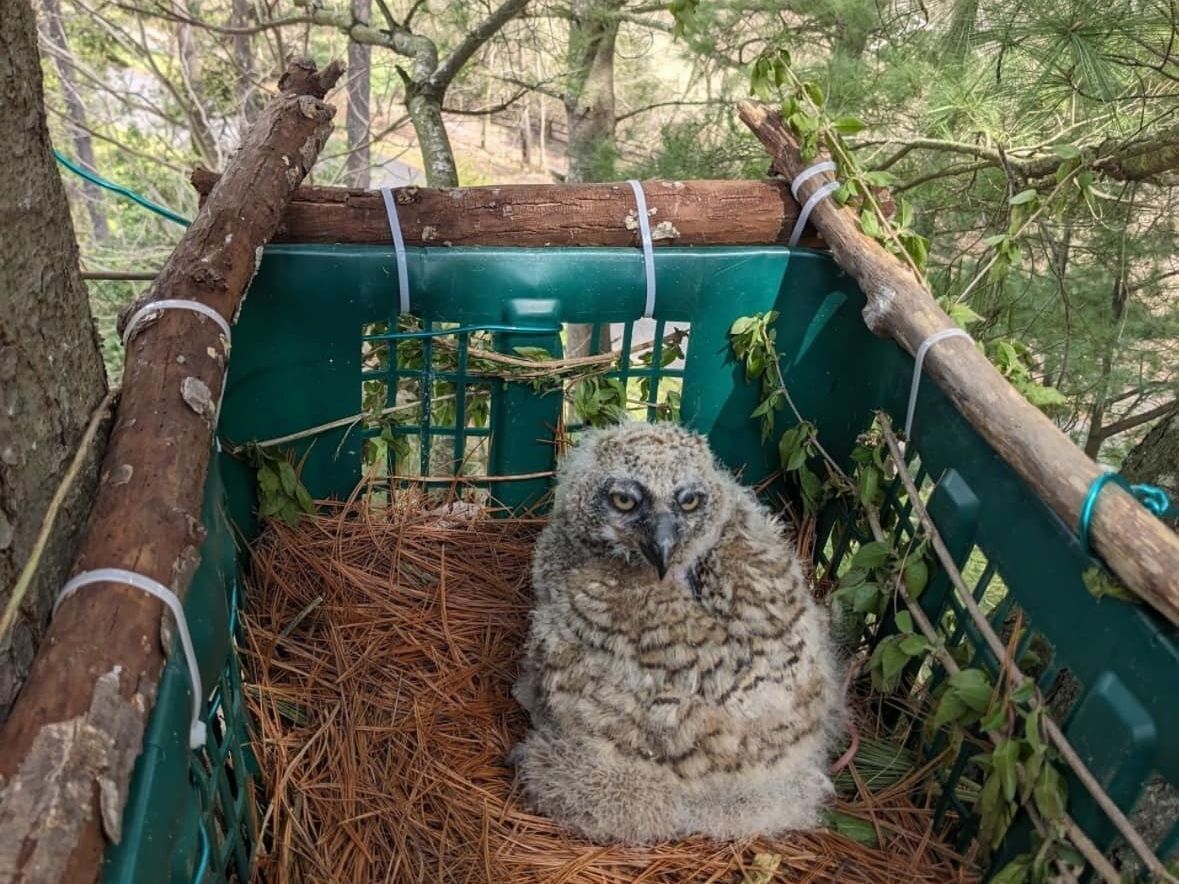 Baby Great Horned Owl in nest basket