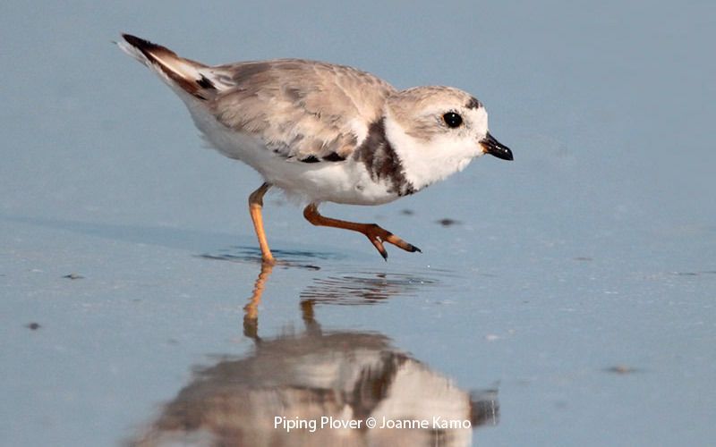 Piping Plover