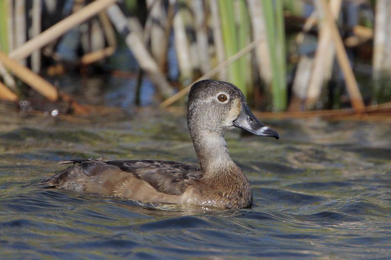 Ring-necked Duck (female)