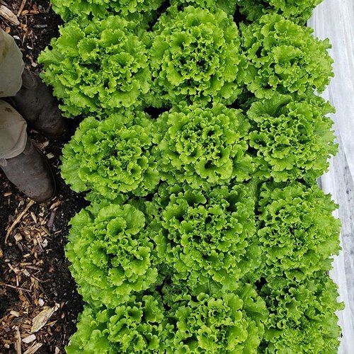 Maple View Lettuce