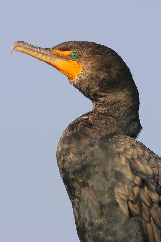 Double-crested Cormorant