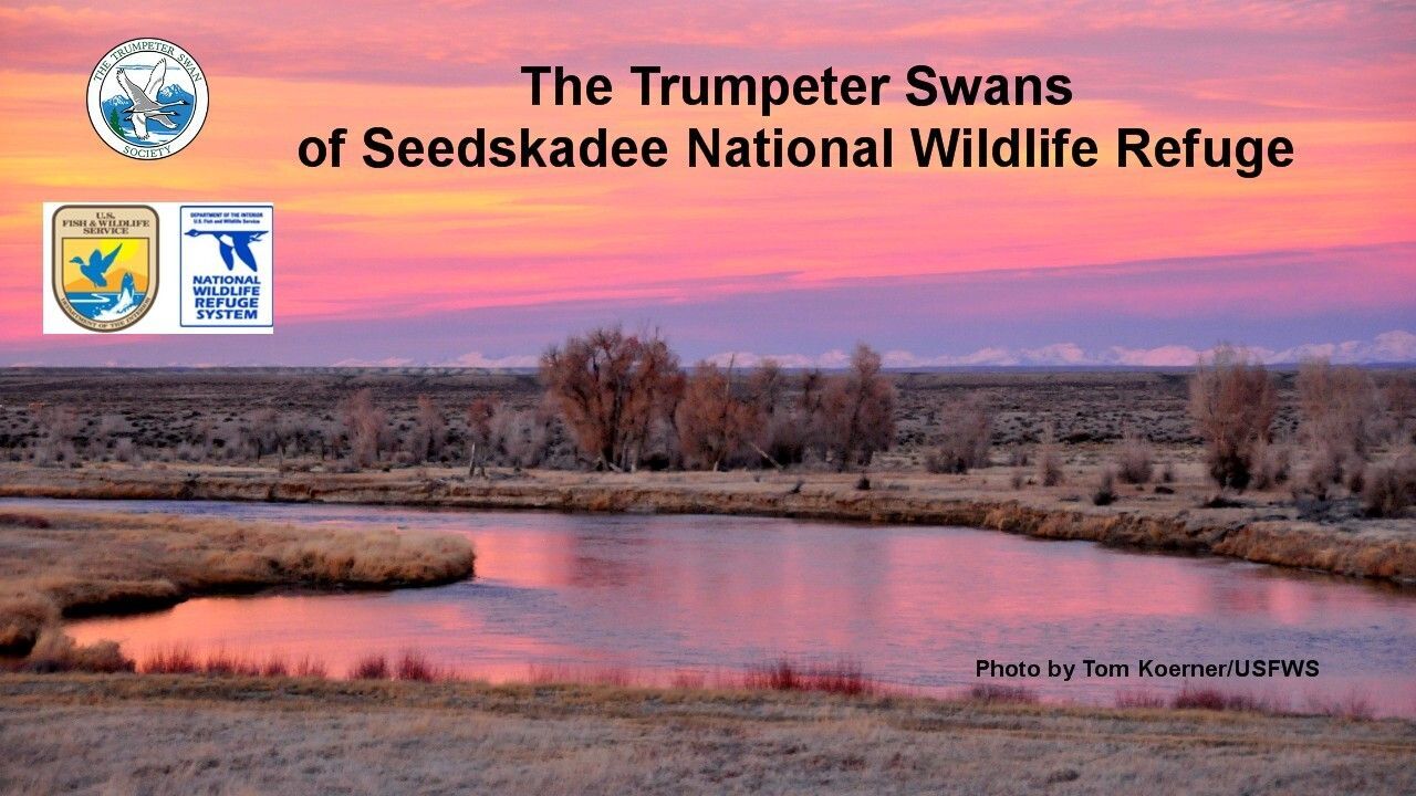 WEBINAR: The Trumpeter Swans of Seedskadee NWR