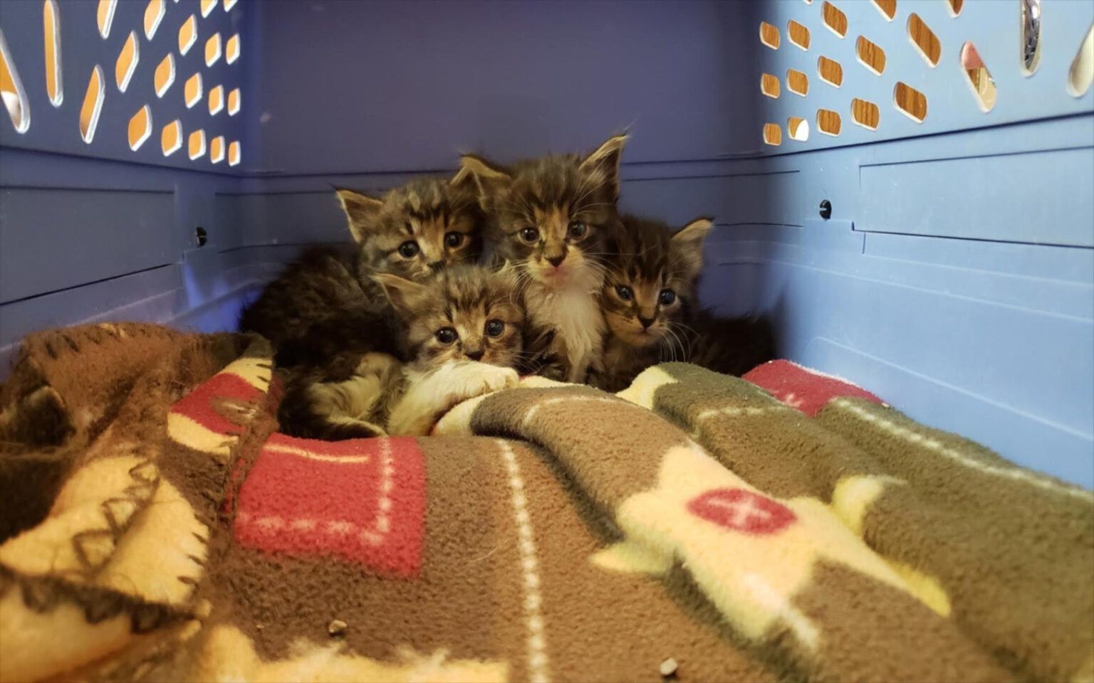 Cat Trap Depot – A donation-based humane cat trap rental program