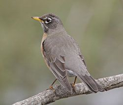 AMERICAN ROBIN  The Texas Breeding Bird Atlas