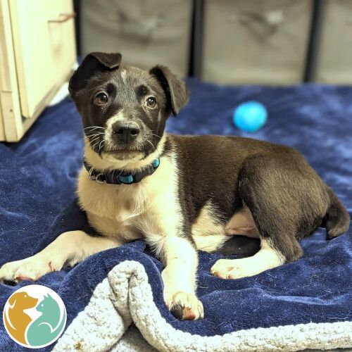 GREENIE - ADOPTED