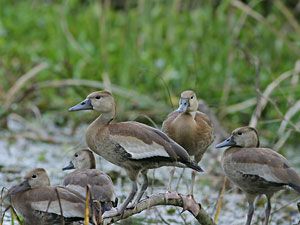 Black-bellied Whistling Duck (juveniles)